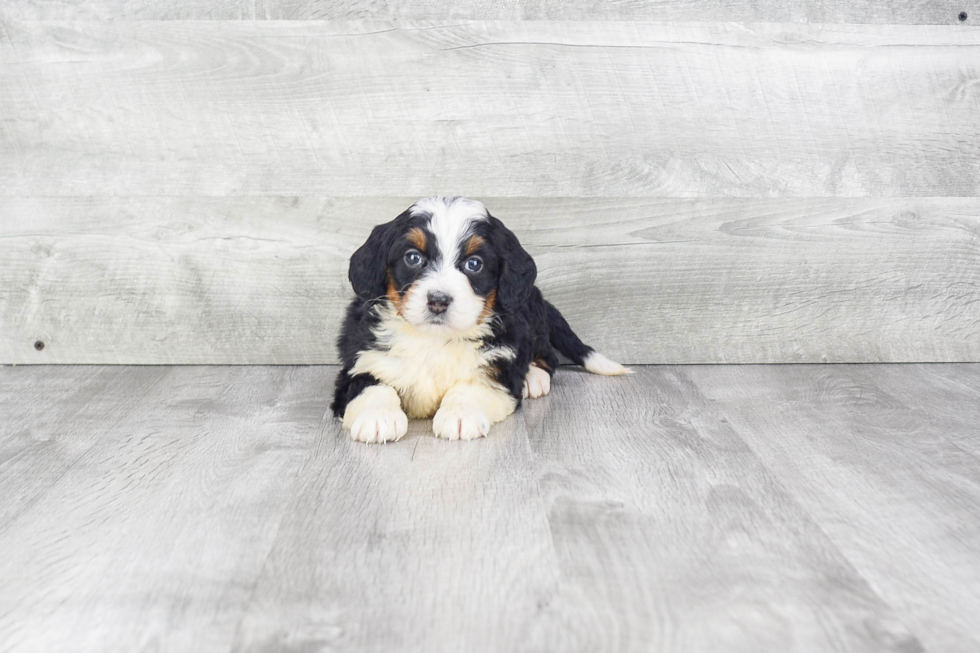 Mini Bernedoodle Puppy for Adoption