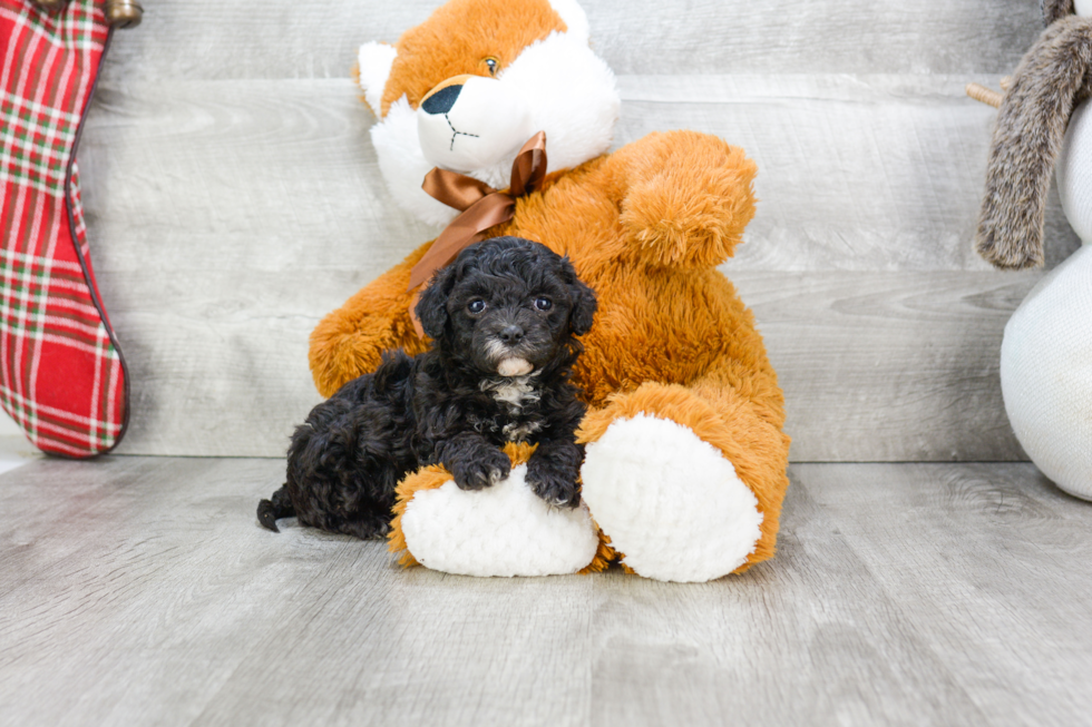 Friendly Cavapoo Baby