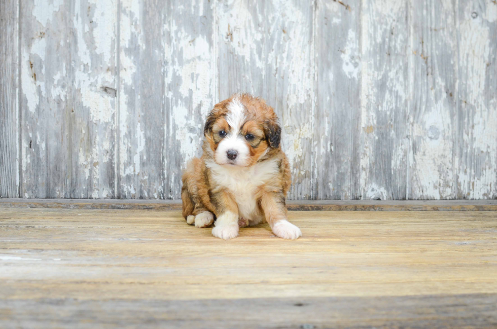 Popular Mini Bernedoodle Poodle Mix Pup