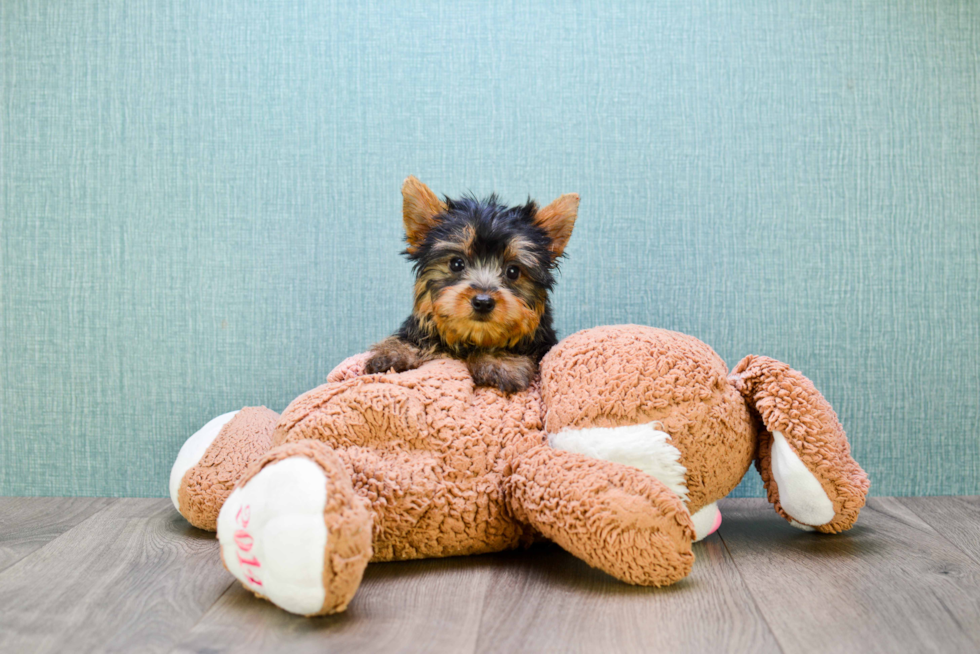 Meet Jeremy - our Yorkshire Terrier Puppy Photo 