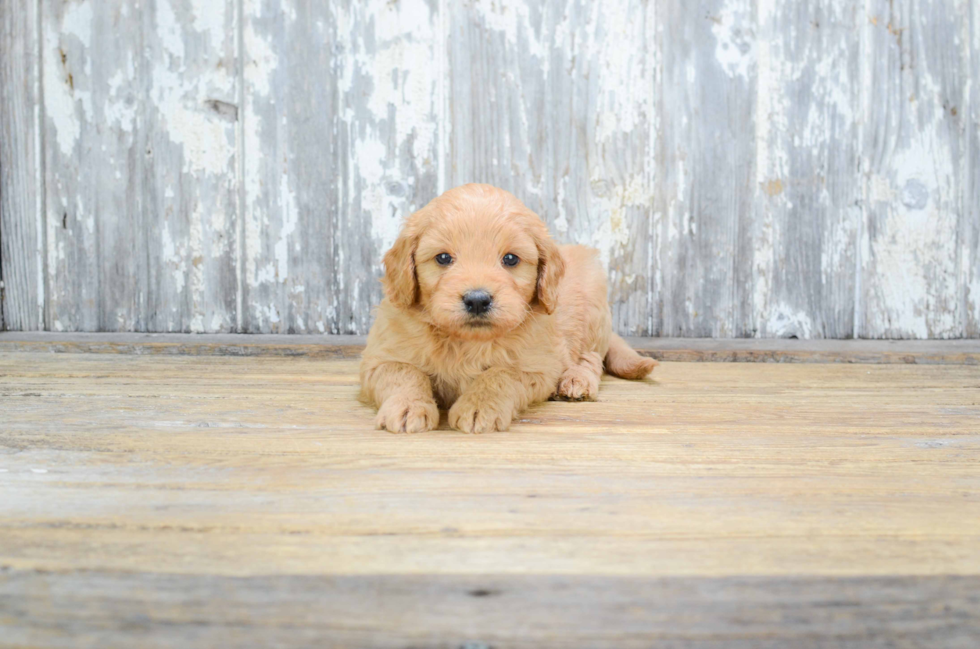 Mini Goldendoodle Puppy for Adoption