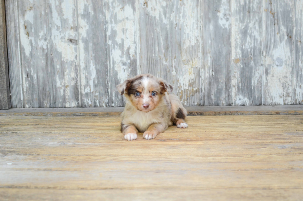 Mini Aussiedoodle Puppy for Adoption