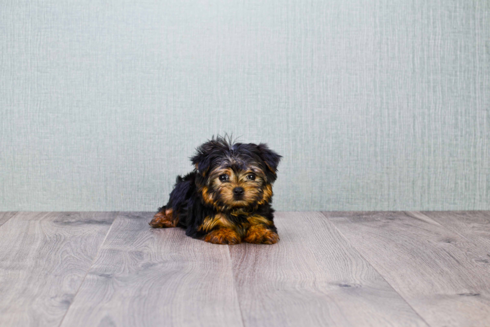 Meet Goldie - our Yorkshire Terrier Puppy Photo 