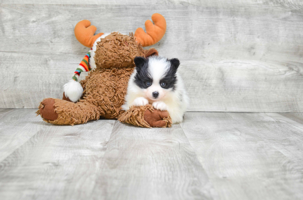 Hypoallergenic Pomeranian Purebred Pup