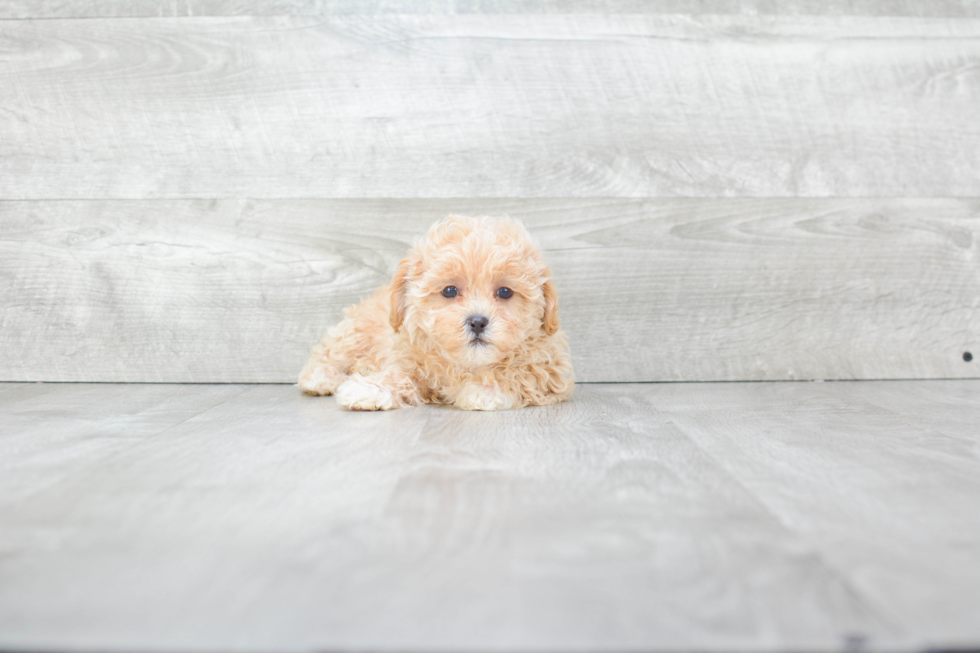 Energetic Maltese Poodle Poodle Mix Puppy