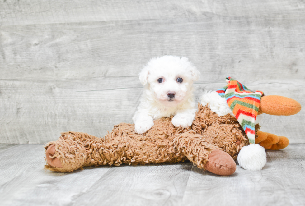 Bichon Frise Puppy for Adoption