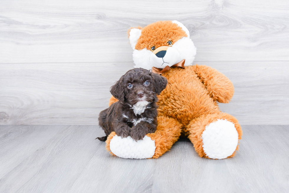 Adorable Golden Retriever Poodle Mix Puppy