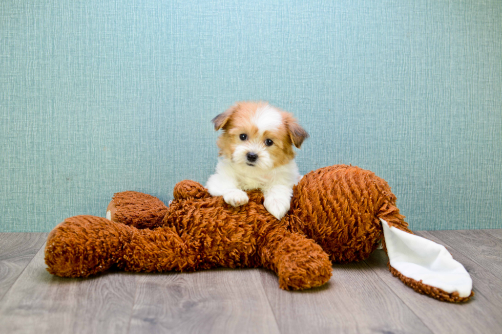 Teddy Bear Puppy for Adoption