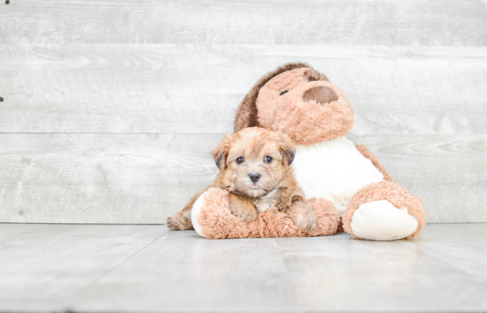 Hypoallergenic Yorkie Designer Puppy