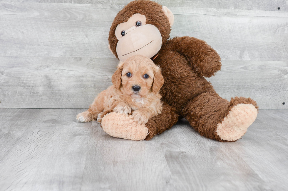 Small Cavapoo Baby