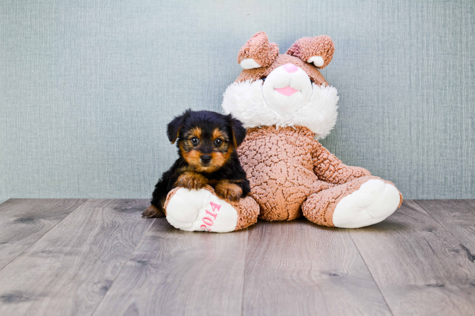 Meet Lisa - our Yorkshire Terrier Puppy Photo 