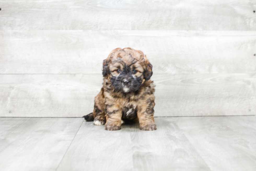 Petite Mini Bernedoodle Poodle Mix Pup