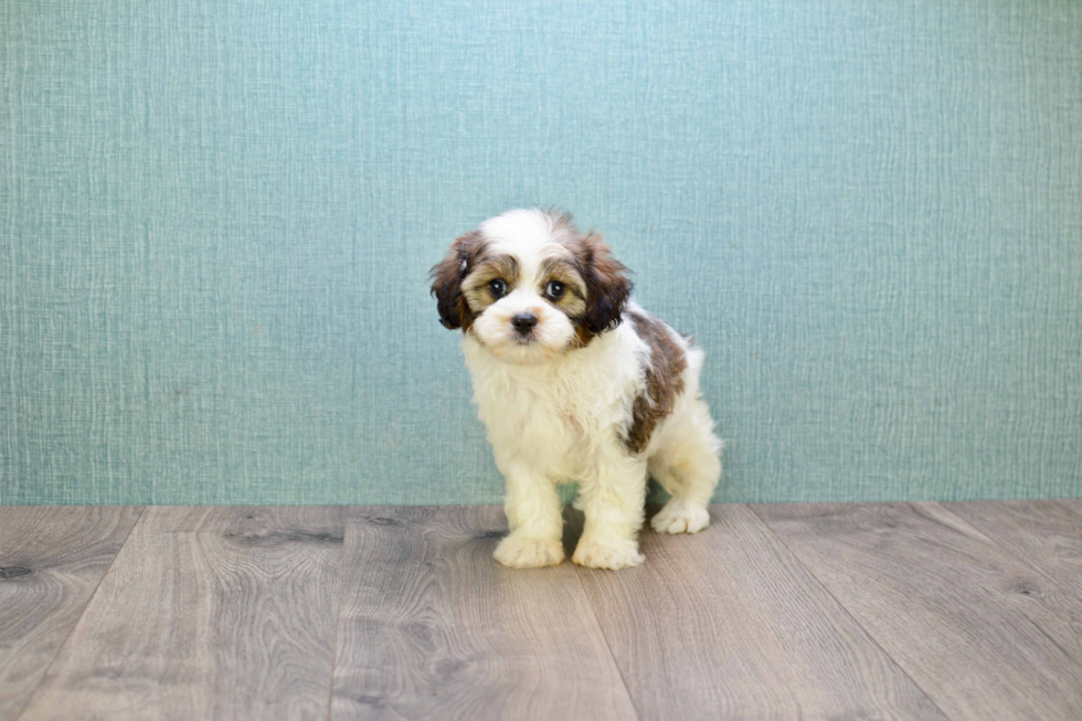 Cavapoo Pup Being Cute