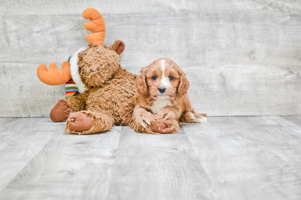 Best Cavapoo Baby