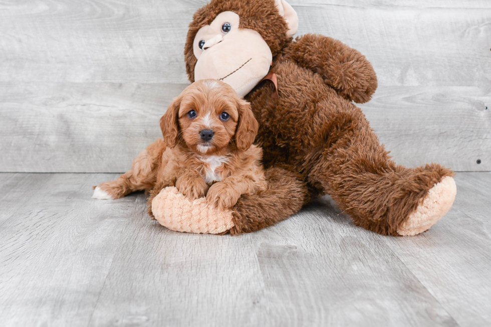 Popular Cavapoo Poodle Mix Pup