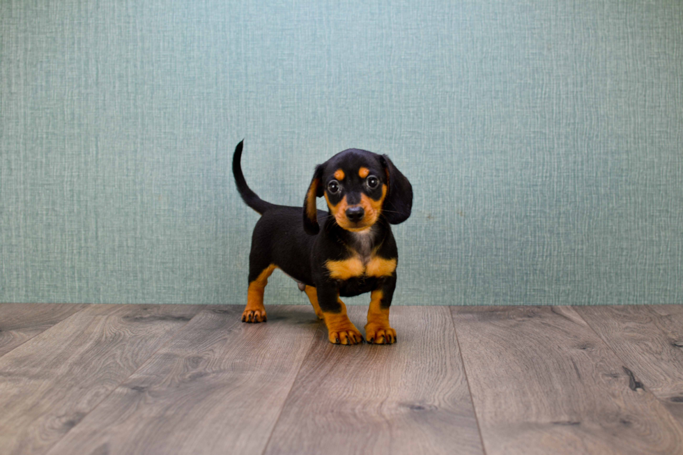 Best Dachshund Baby