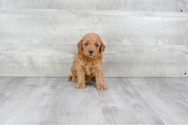 Mini Goldendoodle Pup Being Cute