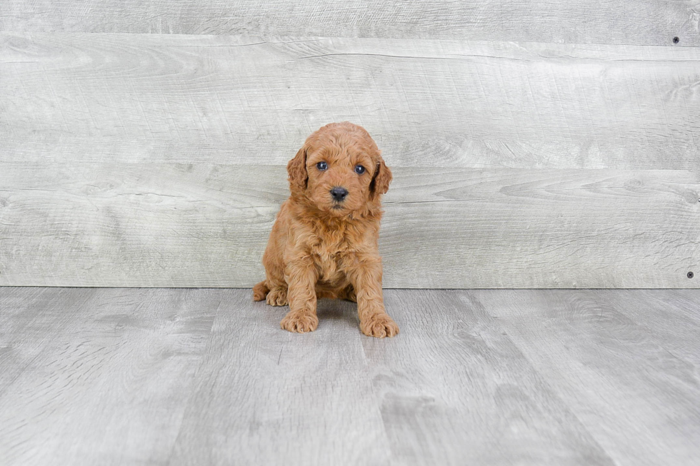 Mini Goldendoodle Pup Being Cute