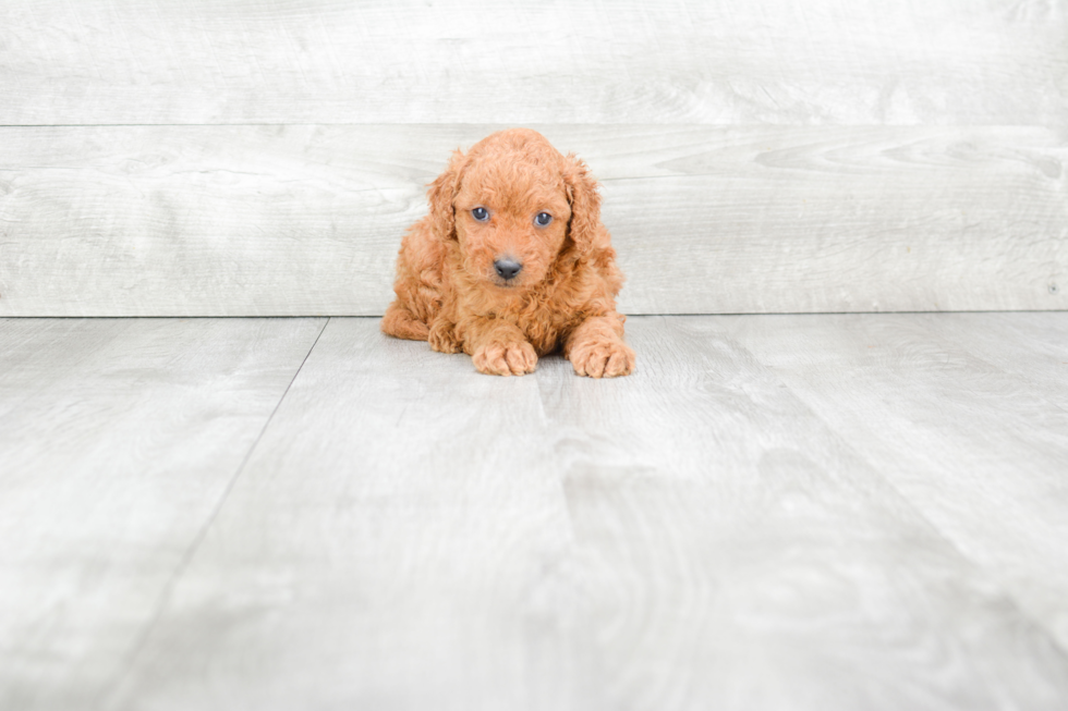 Best Mini Goldendoodle Baby