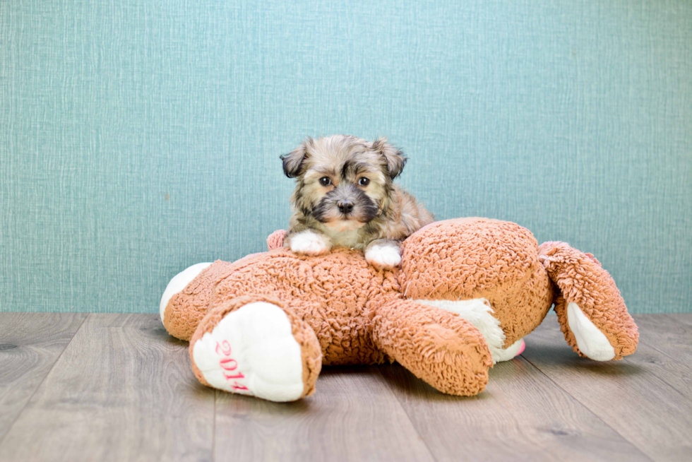 Playful Havanese Purebred Pup