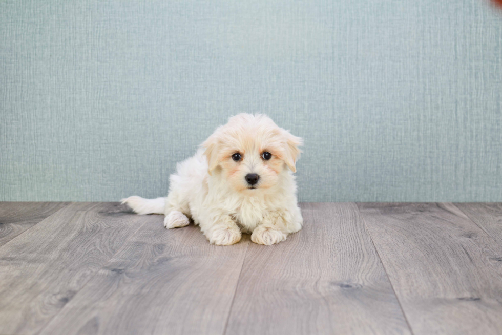 Friendly Maltipoo Baby