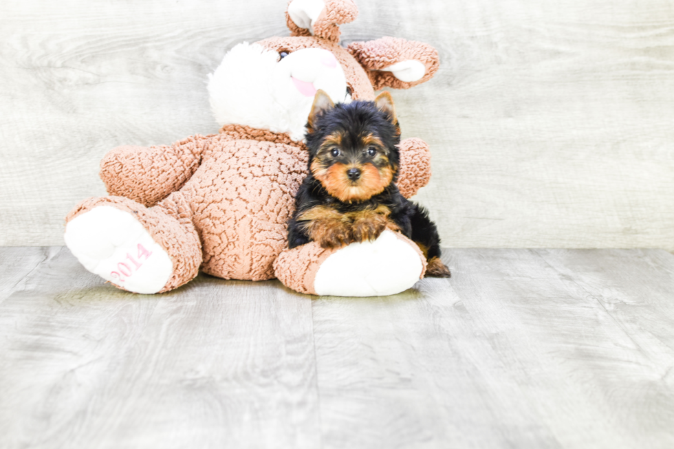 Meet Fiona - our Yorkshire Terrier Puppy Photo 