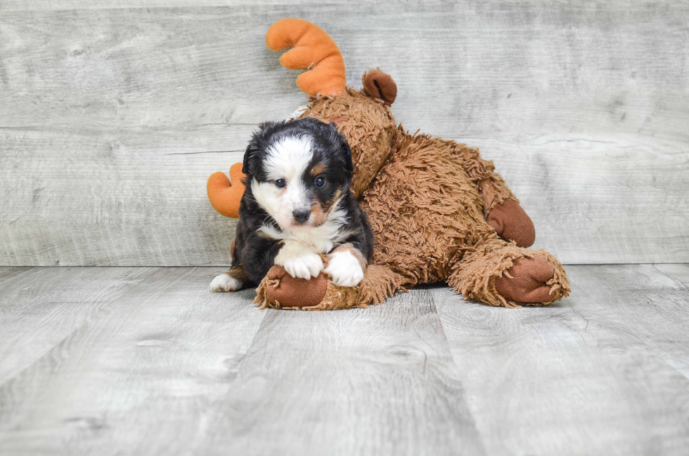 Mini Aussiedoodle Puppy for Adoption