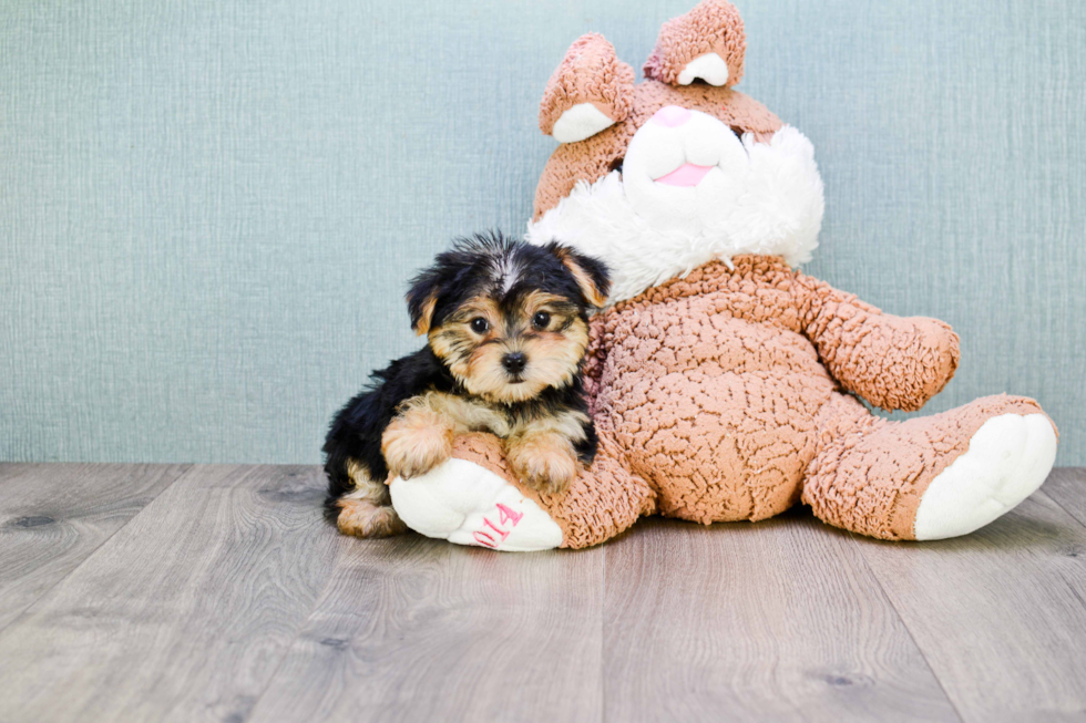 Happy Morkie Baby