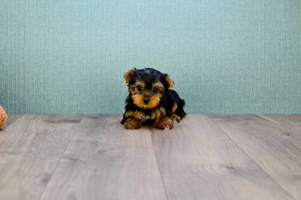 Meet Twinkle - our Yorkshire Terrier Puppy Photo 