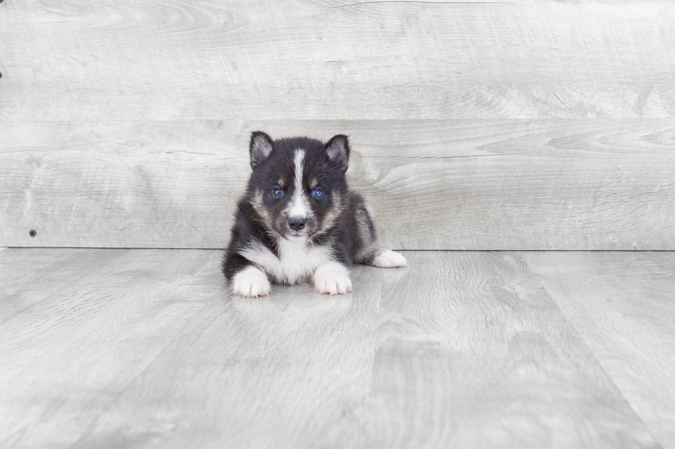 Pomsky Puppy for Adoption