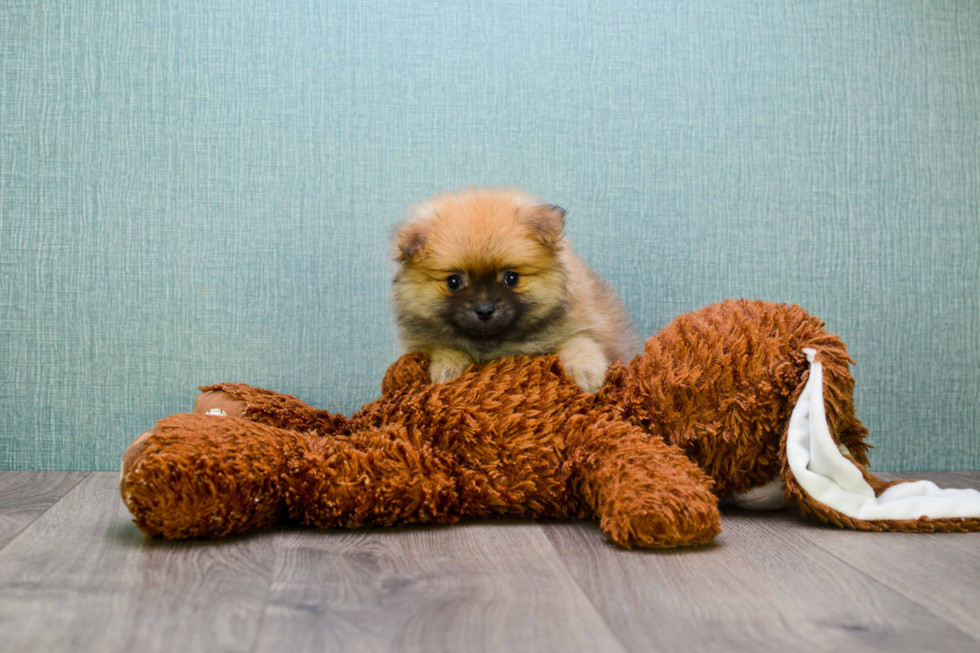 Sweet Pomeranian Purebred Puppy