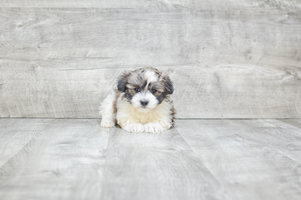 Akc Registered Havanese Baby