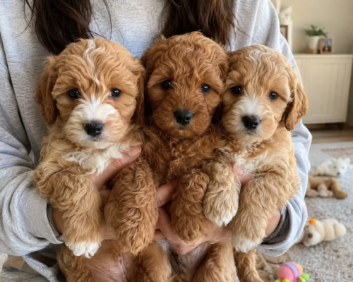Best Cockapoo Breeders in the USA | Healthy Cockapoo Puppies 