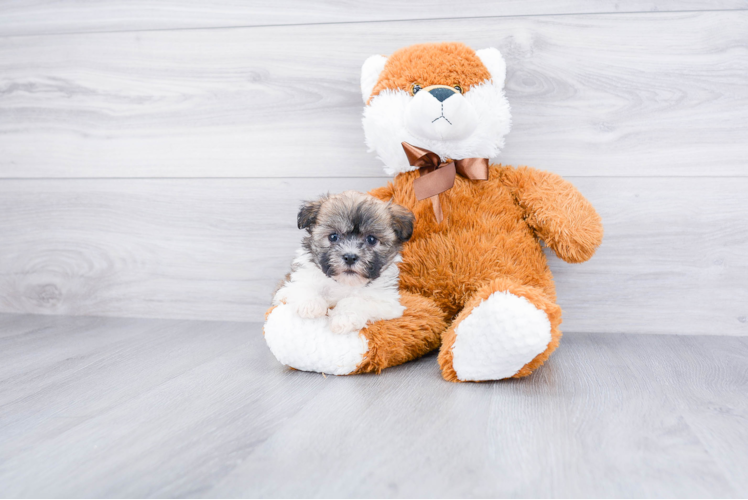 Little Havanese Purebred Pup