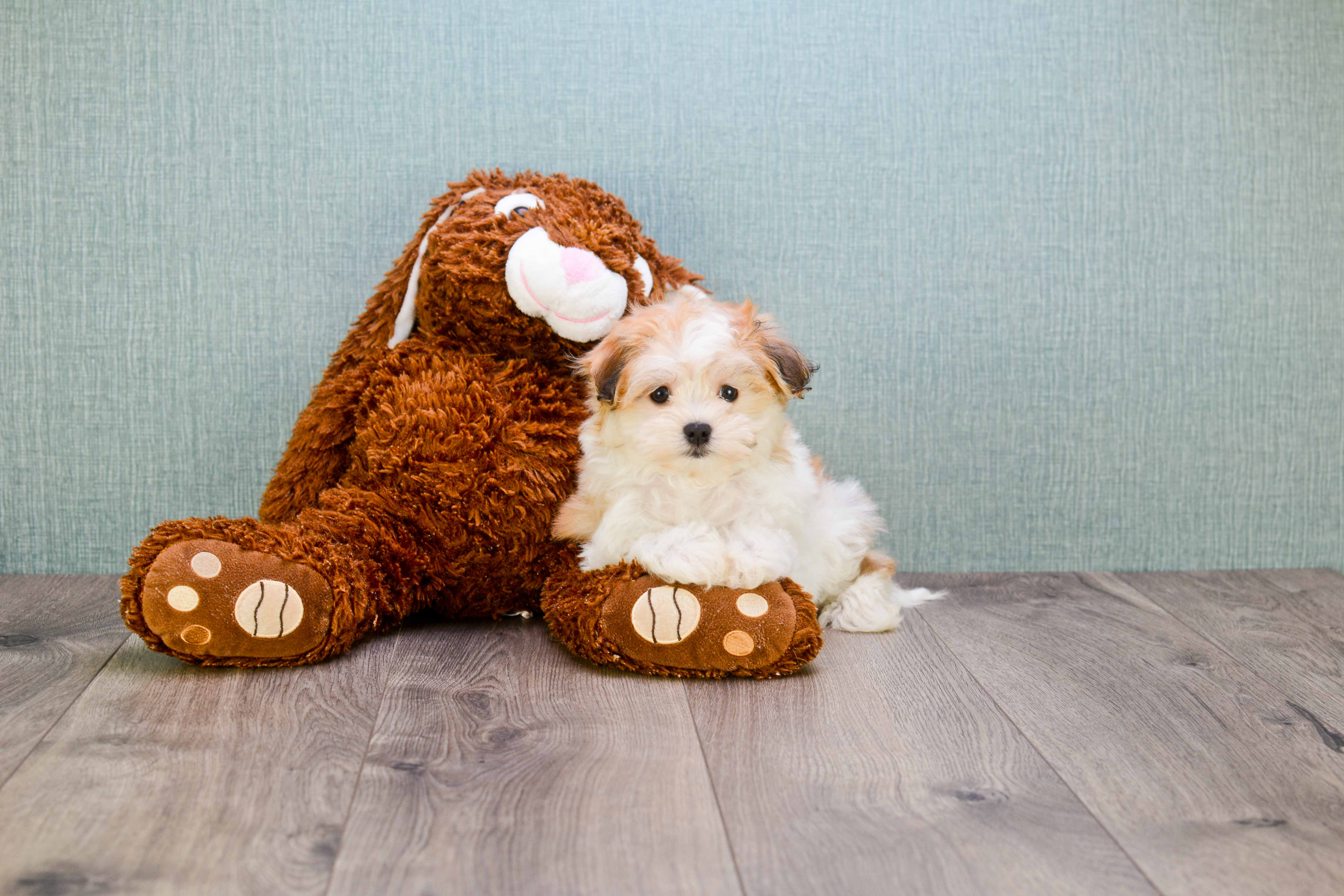 Playful Maltipom Designer Puppy