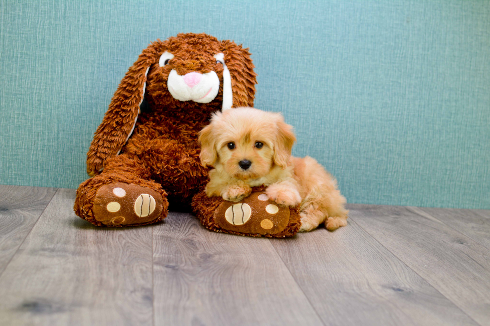 Funny Cavapoo Poodle Mix Pup