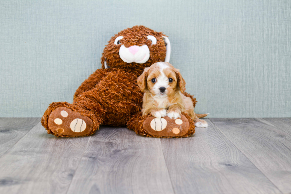 Best Cavapoo Baby