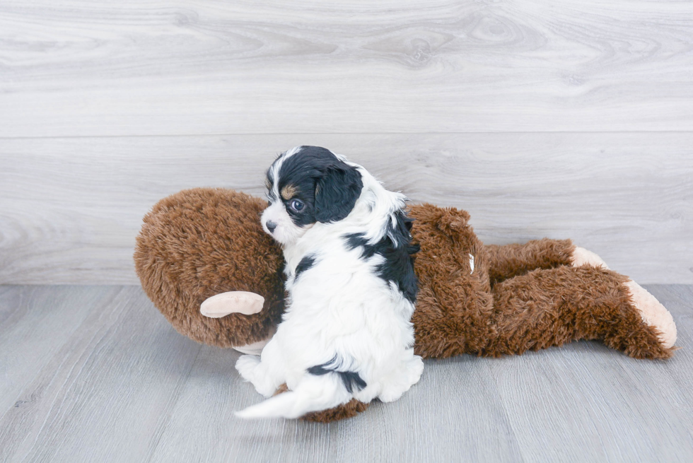 Smart Cavapoo Poodle Mix Pup