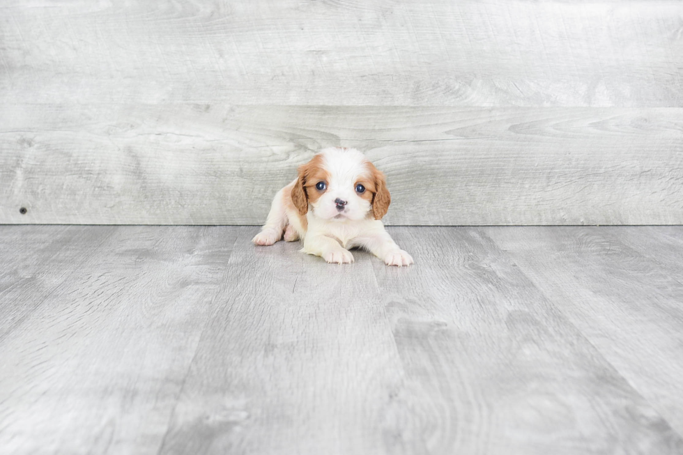 Cavalier King Charles Spaniel Pup Being Cute