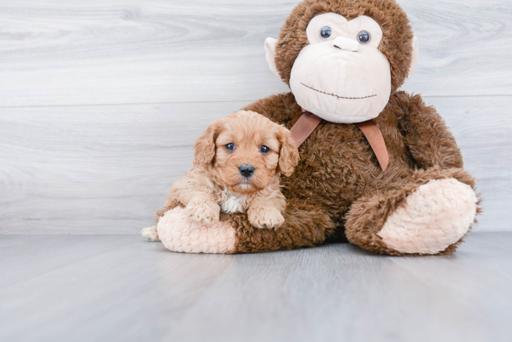 Little Cavoodle Poodle Mix Puppy