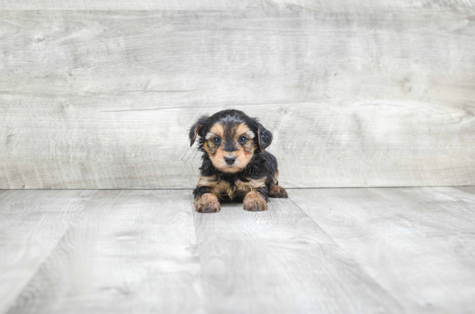 Hypoallergenic Yorkie Doodle Poodle Mix Puppy