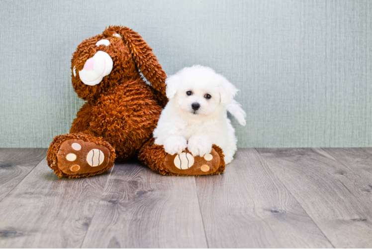 Playful Bichon Frise Purebred Pup