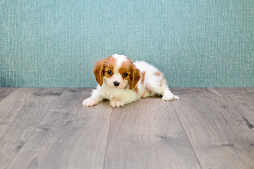 Best Cavalier King Charles Spaniel Baby