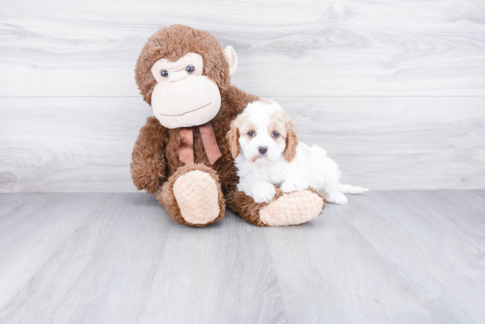 Best Cavapoo Baby