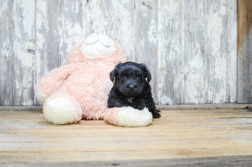 Happy Yorkie Poo Baby