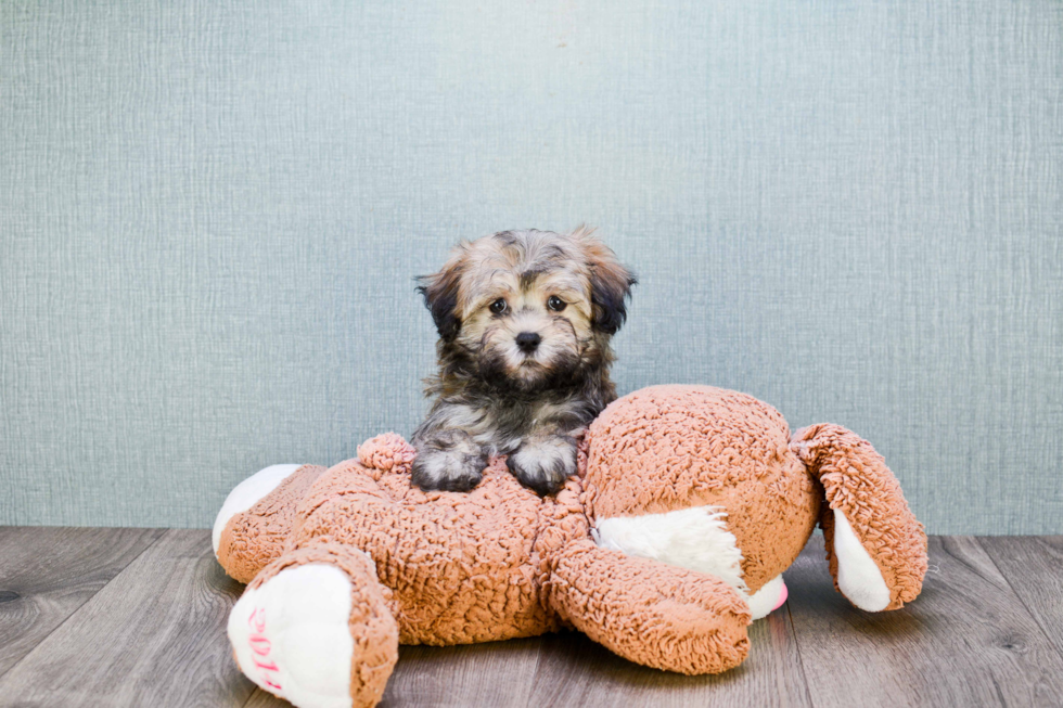 Best Havanese Baby