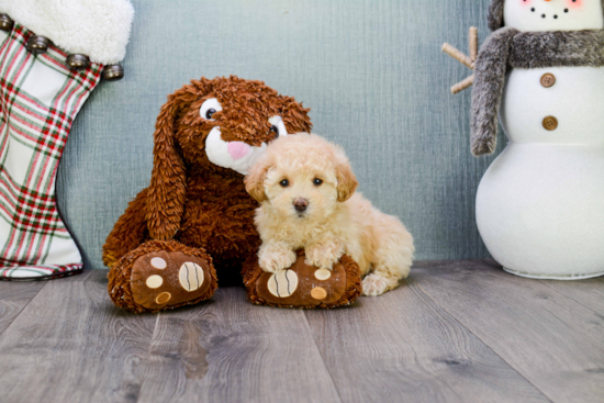 Maltipoo Puppy for Adoption