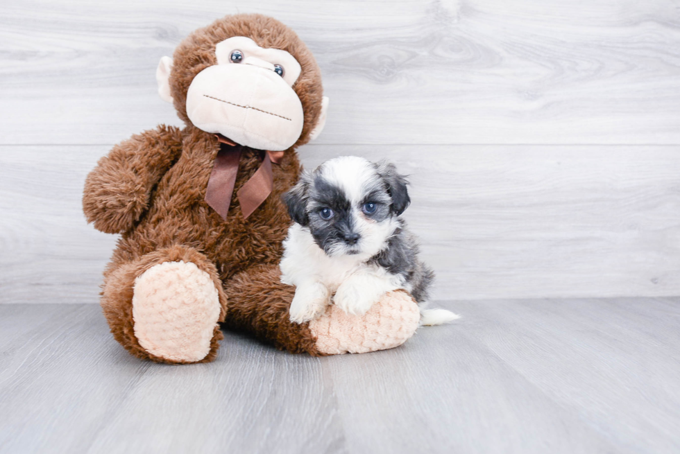 Teddy Bear Pup Being Cute