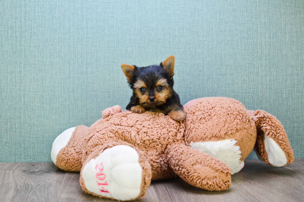 Meet Bam Bam  - our Yorkshire Terrier Puppy Photo 