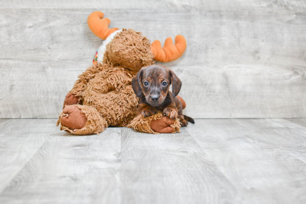 Dachshund Puppy for Adoption